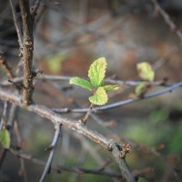 Стоял ноябрь уж на дворе. :: Николай Масляев