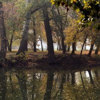 Листья на воде. :: barsuk lesnoi