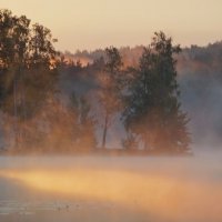 В утреннем свете..... :: Юрий Цыплятников