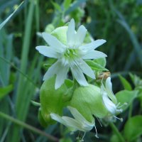 Cucubalus baccifer L. (семейство Caryophyllaceae)Волдырник ягодный :: vodonos241 