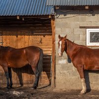 Казацкие кони :: Сергей Цветков