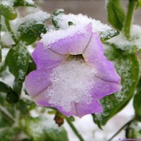 Ушли под снег во цвете лет... :: Андрей Заломленков