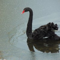 Чёрный лебедь-птица гордая ! :: nadyasilyuk Вознюк