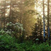 Рассвет в лесу :: Сергей Чиняев 
