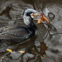 баклан :: Михаил Бибичков