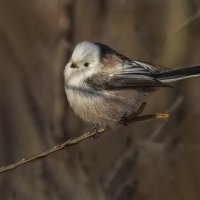 Помпончик :: Елена Швыдун