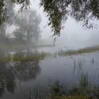 Туман на лесном озере. :: Михаил Колосов 