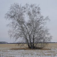 Одинокие в поле. :: сергей 