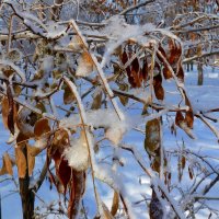Лег пушистый снег на сухие листья... :: Лидия Бараблина