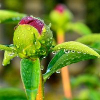 paeonia lactiflora :: Георгий А