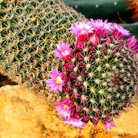 mamillaria matudae :: Георгий А