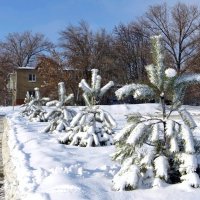 В прошлом году 13 ноября выпал первый снег и держался больше недели и снег, и мороз :: Татьяна Смоляниченко
