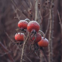 Ноябрь, первые заморозки. :: Андрей 