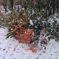 Снег в осени... :: Георгиевич 