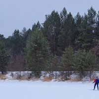 Одиночный лыжный забег... :: Зинаида Каширина