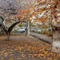 Первый снег в Ташкенте :: Светлана 