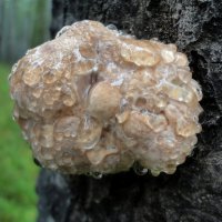 Плачущий гриб. :: nadyasilyuk Вознюк