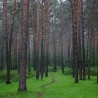 Туманным утром в парке городском... :: Анна Суханова