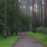 Туманным утром в парке городском... :: Анна Суханова