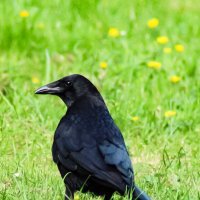 Чёрная ворона :: Inga Catlaka