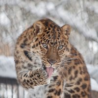 Дальневосточный леопард :: Владимир Габов