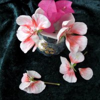 Опавшие цветочки герани и бугенвиллеи :: Нина Корешкова
