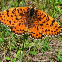 Шашечница красная (лат. Melitaea didyma) Самец. :: vodonos241 