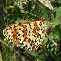 Шашечница красная (лат. Melitaea didyma) :: vodonos241 