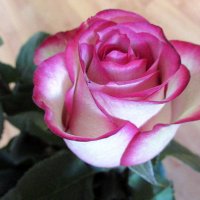Роза из букета. :: оля san-alondra