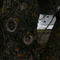 Глаза у дерева :: Илья 