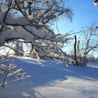 Снежное великолепие :: Лидия Бараблина