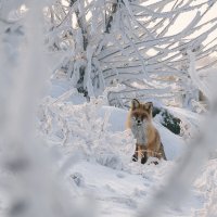 Tatyshev park, Russia, Siberia, Krasnoyarsk. :: Igor Novikov