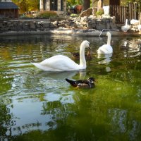 Утки и Лебеди в пруду :: Victoria 