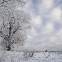 Морозное утро :: Светлана Карнаух