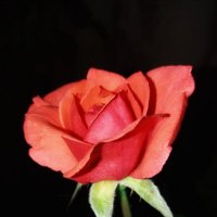 Пусть розы нам приносят радость... :: Татьяна 