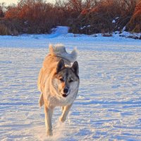 От топота "копыт" снег по полю летит! ;) :: Елена Хайдукова  ( Elena Fly )