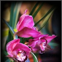 Орхидеи :: Татьяна repbyf49 Кузина