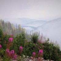 Туманное утро :: Сергей Чиняев 