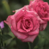 Пасмурные розы. :: Олег Мар