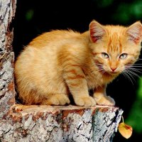 Котёнок похож на осенний листок..... а может листок на котёнка? :: Восковых Анна Васильевна 