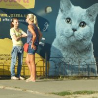 Кошки :: Леонид Шаян