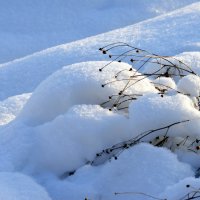 Ромашки в ноябре :: Татьяна Лютаева