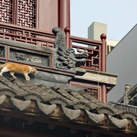 Кошка в храме верховного божества Шанхая :: Александр Чеботарь