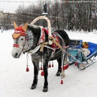 Садись, покатаю... :: Ната57 Наталья Мамедова