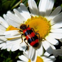 Пчеложук шагает по ромашкам... :: Лидия Бараблина
