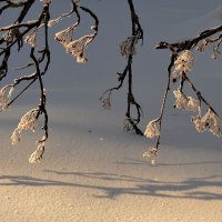 Тихо в зимнем лесу... :: Galina Serebrennikova