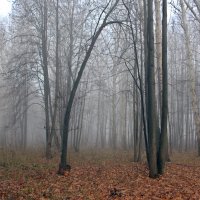 В пелене тумана :: Galina Solovova