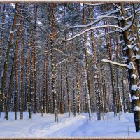 Снежный лес. :: Liudmila LLF