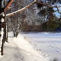В Петербург пришла "зима по расписанию" :: Елена Павлова (Смолова)