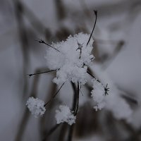 И природа рядится вся в новый  снеговой и блестящий убор...... :: Tatiana Markova